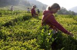 В Сочи собрали рекордный урожай чая