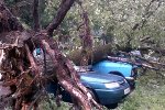 В Пролетарском районе Ростова дерево упало на припаркованные машины