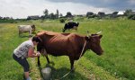 Учхоз «Краснодарское» планирует заняться переработкой молока