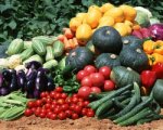 Агентство по развитию предпринимательства Каменского района обеспечит муниципальные учреждения овощной продукцией