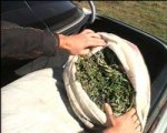 В Аксае задержали мужчину с пакетом марихуаны в руках