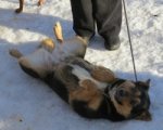В Ростове жизни 25 собак оказались под угрозой из-за закрытия приюта