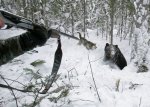 В Волгоградской области завершаются сроки охоты на кабана и пушных зверей