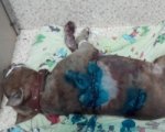 В Шахтах ветеринары спасают изрезанную ножами породистую собаку