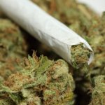 В Геленджике судили женщину за хранение марихуаны