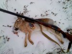 За убийство 4 зайцев кубанский охотник получил 2 года