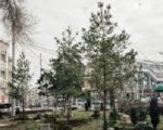 Около ростовской консерватории высадили семиметровые сосны