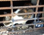 Ростовчане требуют освободить кошек, замурованных в подвале