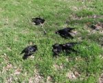 В Таганроге стая ворон попала в облако удобрений, погибло 211 птиц