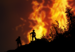 МЧС России: Ландшафтные пожары
