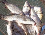 Рыбный рынок хотят открыть в Ростове под Ворошиловским мостом