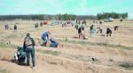 Белокалитвинские школьники посадили «Лес Победы»