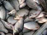В Адыгее выявили два факта незаконного лова рыбы