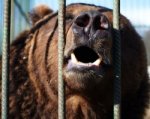 В Ростовской области суд закрыл дело о нападении медведя на ребенка