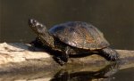 Под Волгоградом браконьер незаконно выловил 74 черепахи