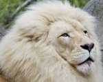 В ростовском зоопарке поселился белый лев Том