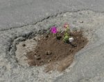Ростовчане в ямы на дорогах стали высаживать цветы