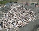 В Ростовской области задержали браконьеров с 700 кг рыбы