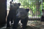Как живется медвежатам в Белокалитвинском зоопарке