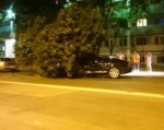 В Ростове на Шолохова дерево упало на Bentley