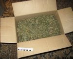 У жителя Морозовска нашли 1,4 кг марихуаны и 11 кустов конопли