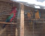 Ростовским фотографам грозит суд за жестокое обращение с попугаями