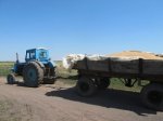 Белокалитвинские фермеры завершают уборку
