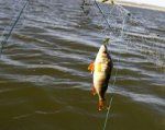 В Кашарском районе из-за жары погибло 400 кг рыбы