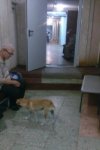 По ростовской больнице гуляет бездомная собака
