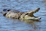 В Дону выловили нильского крокодила, но скорее всего это фейк