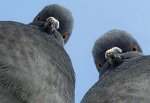 Заболевшие голуби могли заразить людей в Ростовской области