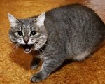 В Ростовской области бешеный кот покусал свою хозяйку