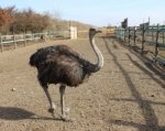 Единственную страусиную ферму на Дону готовят к переезду на зиму