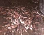 В Ростовской области задержали браконьеров с 2000 особей рыбы
