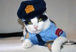 Кота взяли на службу в полицию области