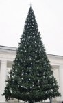 Новогодних елок в Белой Калитве будет немало 