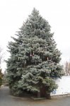 Новогоднее украшение Белой Калитвы – елки и прочее другое