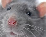 Ростовские крысы-киборги будут работать на российское правительство