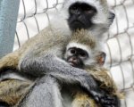 Ростовский зоопарк в выходные откроет зимний павильон для обезьян