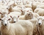 Вор похитил 72 овцы, засунув их в «Газель»