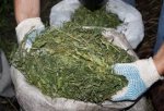 В Орловском районе у селянина изъяли два килограмма марихуаны