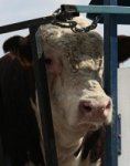 В Багаевской ветеринары выявили у бычка бруцеллез, введен карантин
