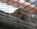 В зоопарке Ростова расскажут о жизни животных в годы ВОВ
