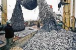 В донском регионе изъято 600 килограммов опасной для здоровья рыбы