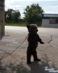 Ростовский зоопарк может взять к себе медвежонка из села Пешково