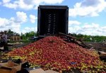 Уничтожили 7 фур свежих яблок на свалке – это 136 тонн