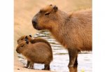 В зоопарке Ростова родились 3 детеныша капибары и оленёнок