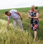 В Белокалитвинском районе началась уборка урожая