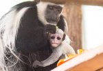 В Ростовском зоопарке родилась белая обезьяна — пол определить пока не могут