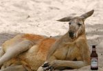 В Ростовском зоопарке появился кенгуру Беннета из Пензы
